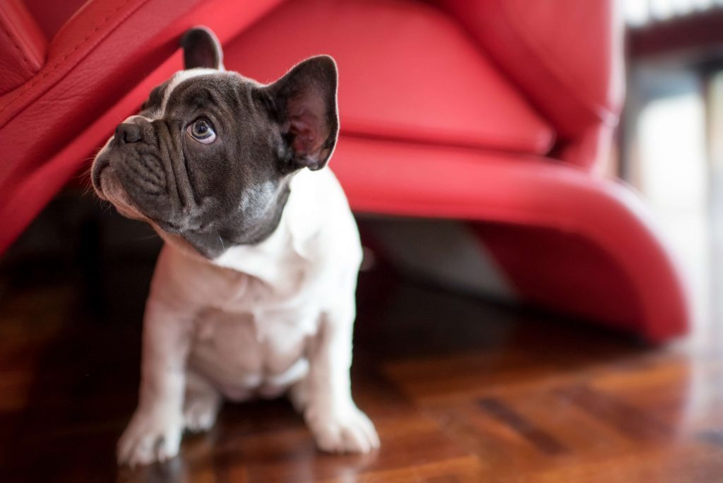 french bulldog puppy