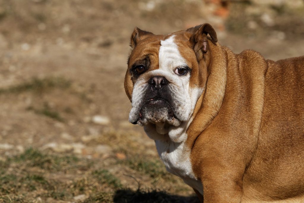 english bulldog