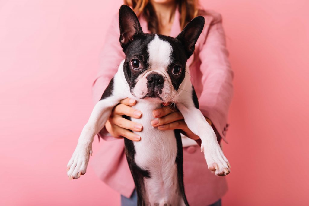 french bulldog pregnancy guide