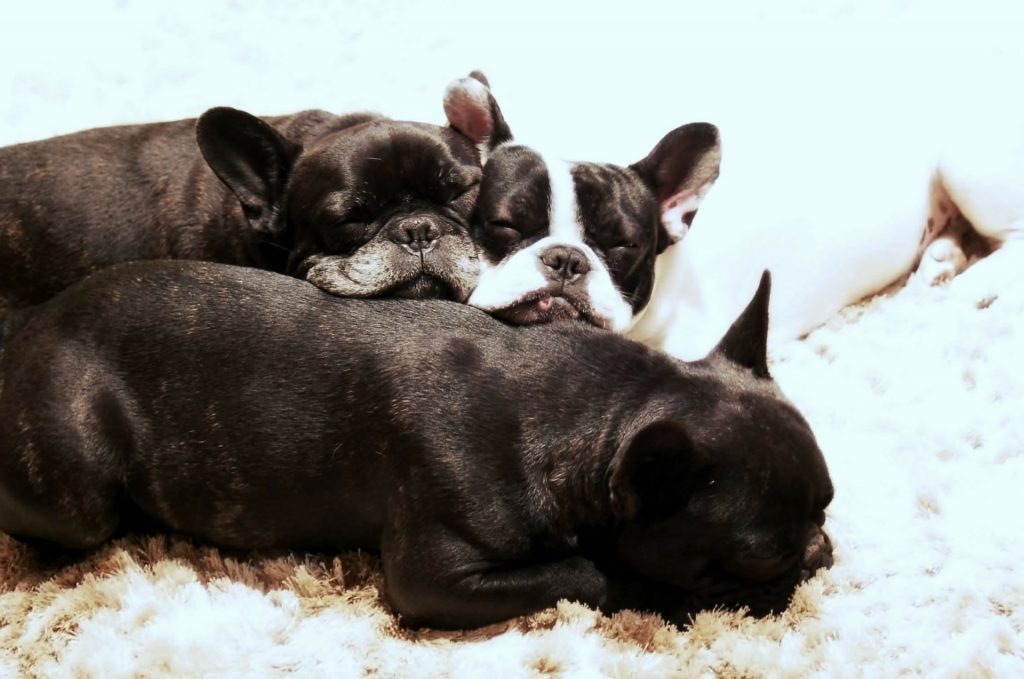 french bulldogs cost