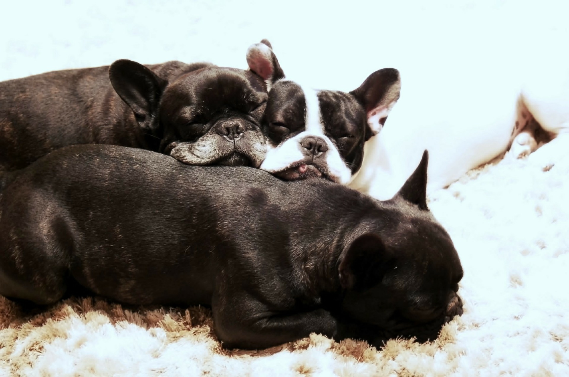 How Much Do French Bulldogs Cost? What’s The Price Tag On Frenchies