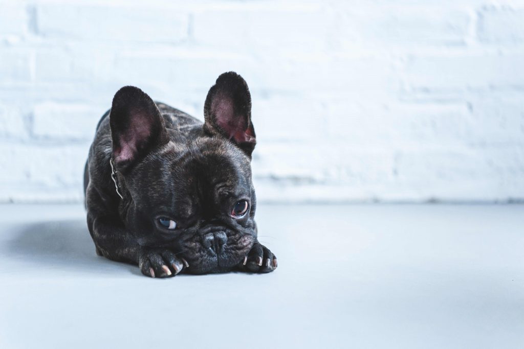 sad french bulldog