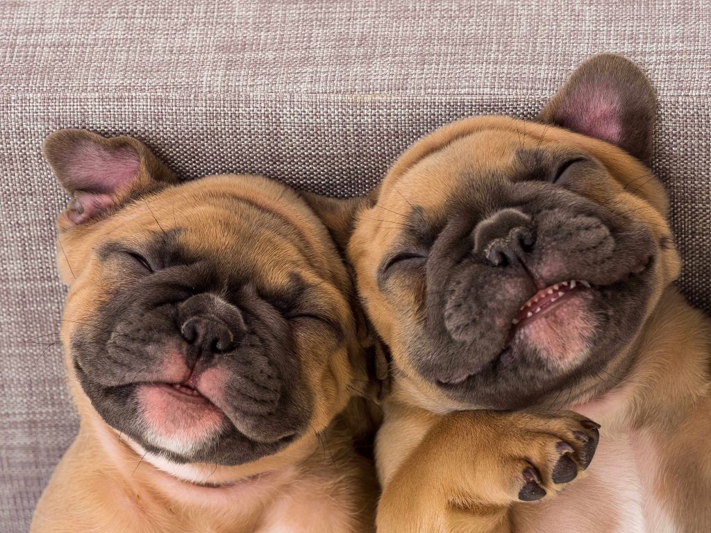 Smiling French Bulldog Puppies