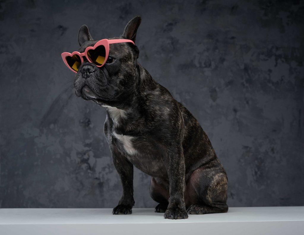 black french bulldog with heart shaped sunglasses