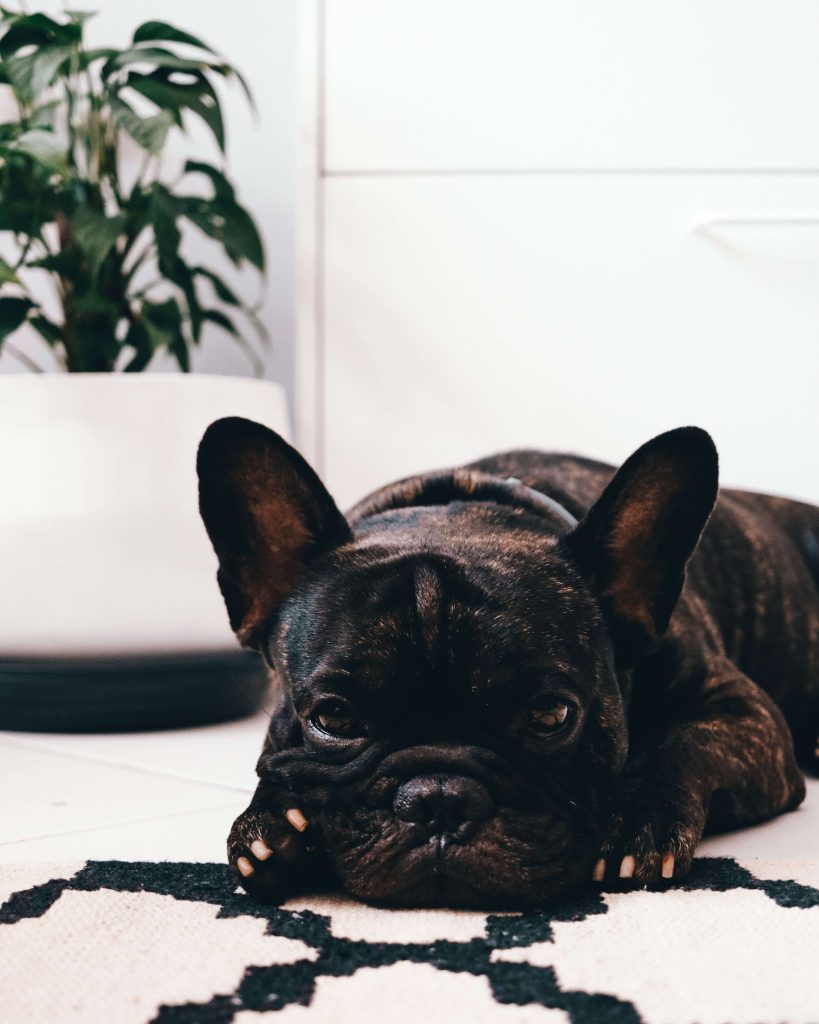 french bulldog laying on the carpet