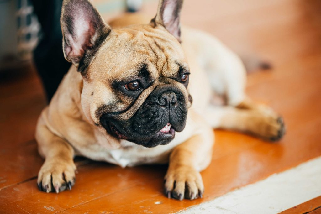 french bulldog sitting on the floor