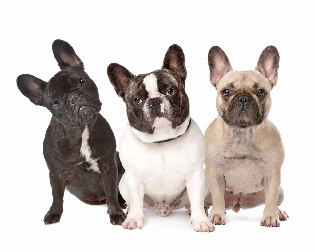 three french bulldogs