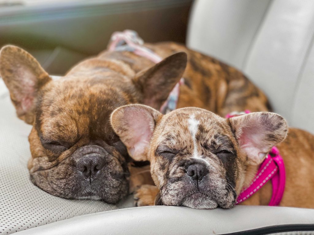 Two cute sleeping French Bulldogs