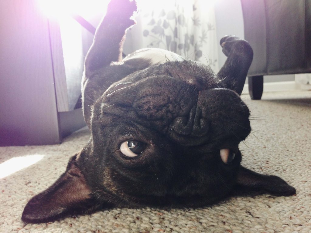 upside down french bulldog