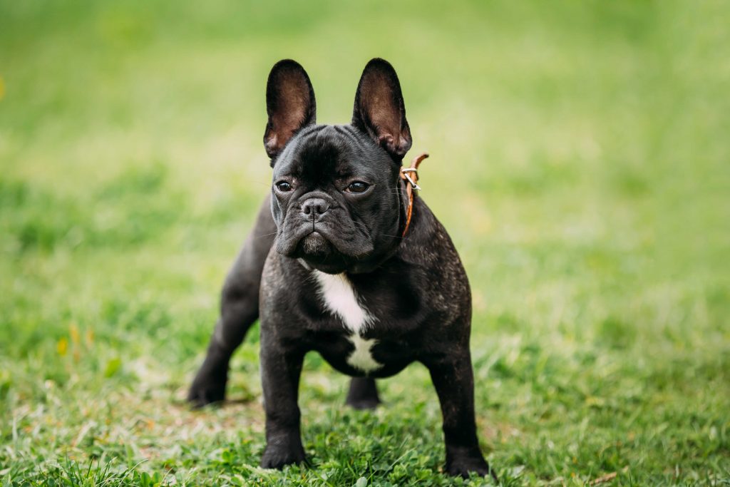 Black French Bulldog Dog In Green Grass