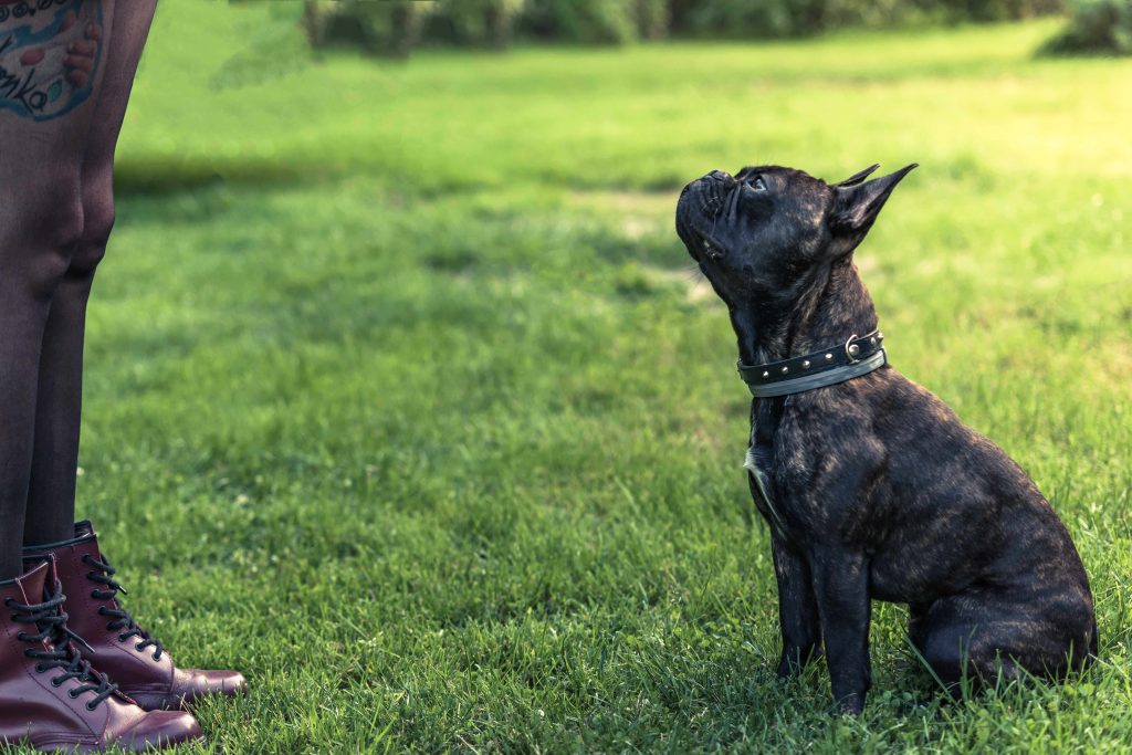 Young female teaching French Bulldog