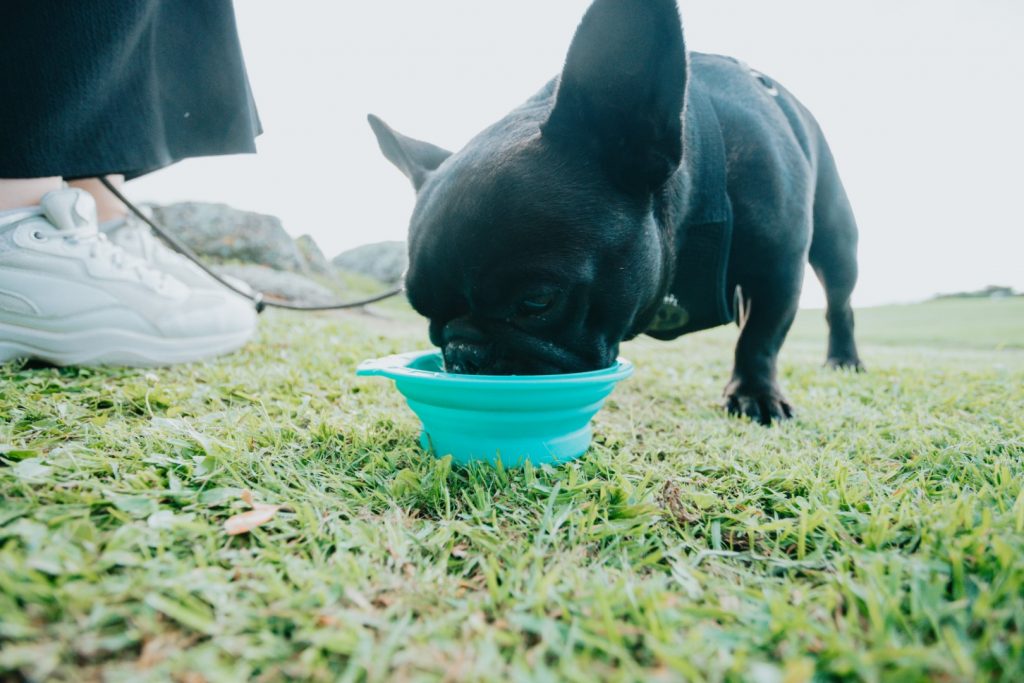 French Bulldog drinking