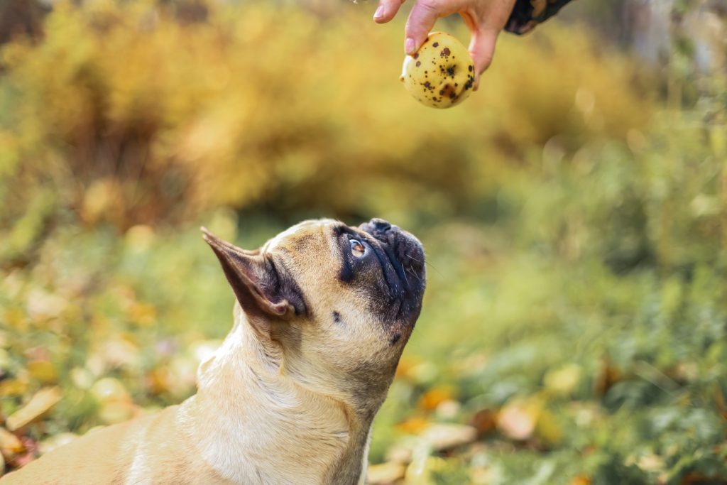 French Bulldog eating fruit