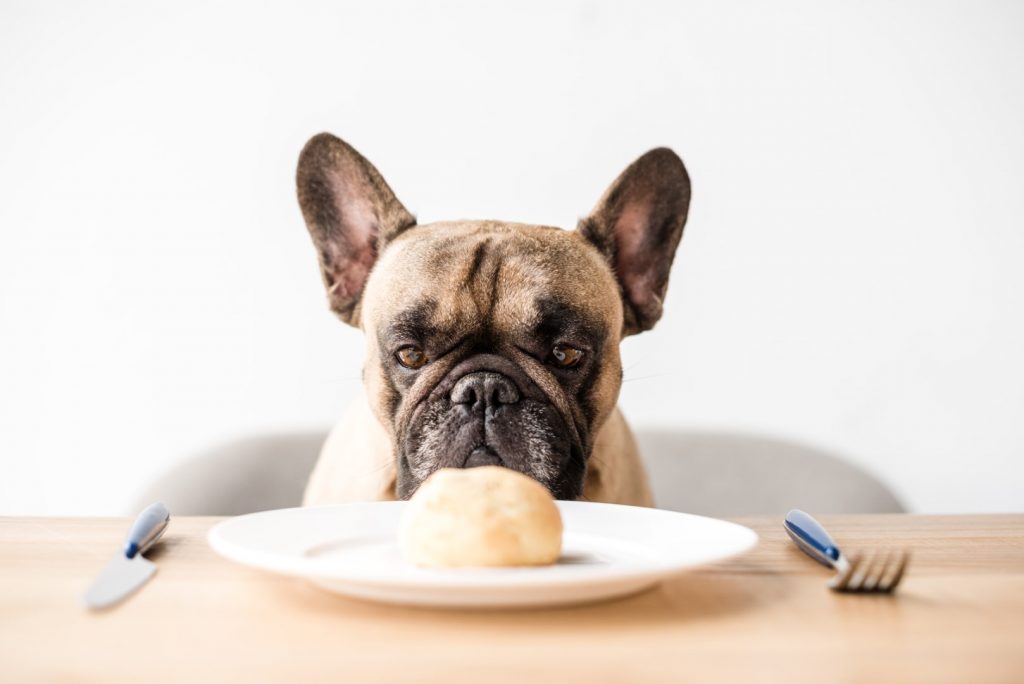 Which Human Foods Can Harm Your Frenchie?