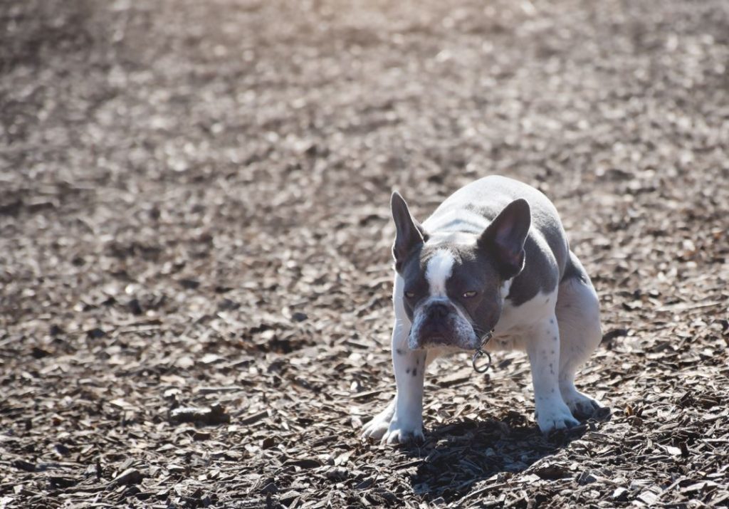 Anal Bleeding in French Bulldogs Symptoms