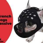 Are French Bulldogs Aggressive Or Not? What Pet Parents Need To Know