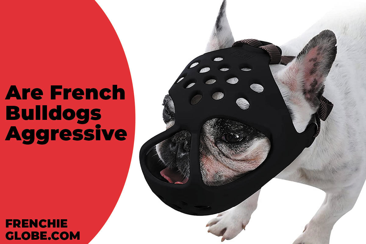 Are French Bulldogs Aggressive Or Not? What Pet Parents Need To Know