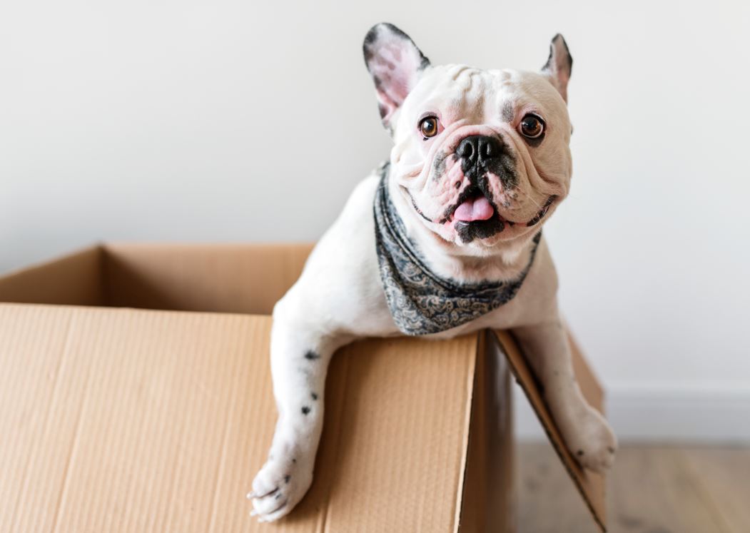 French Bulldog Kennel Cough Symptoms, Treatment & More