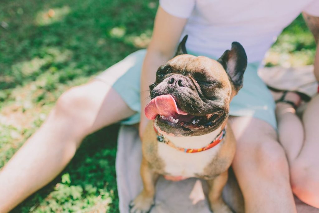 French Bulldog Seizures What To Do