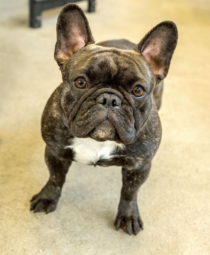 French Bulldog standing on the floor