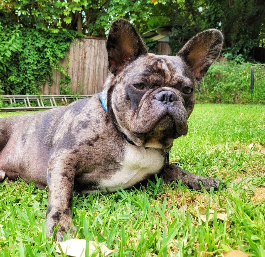 French bulldog enjoy outside