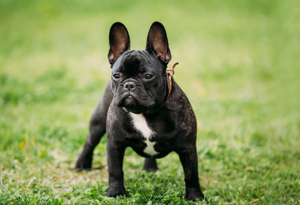 How Can You Avoid And Treat French Bulldog Skin Bumps