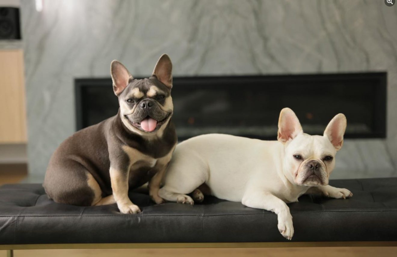 French Bulldog Kennel Cough Symptoms, Treatment & More