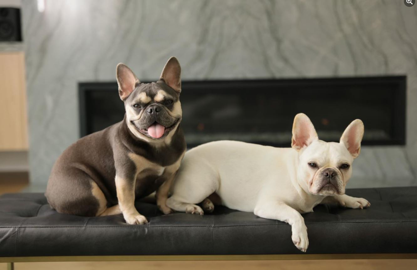 French Bulldog Kennel Cough Symptoms Treatment More french-bulldog-kennel-cough-symptoms-treatment-more