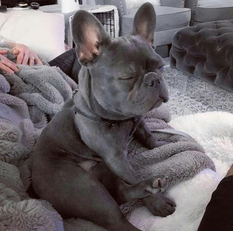 French Bulldog Kennel Cough Symptoms, Treatment & More