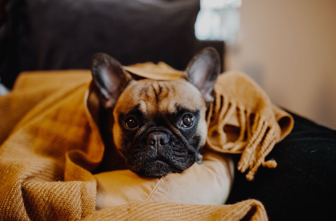 My French Bulldog Back Legs Are Shaking What Can You Do To Help Them?