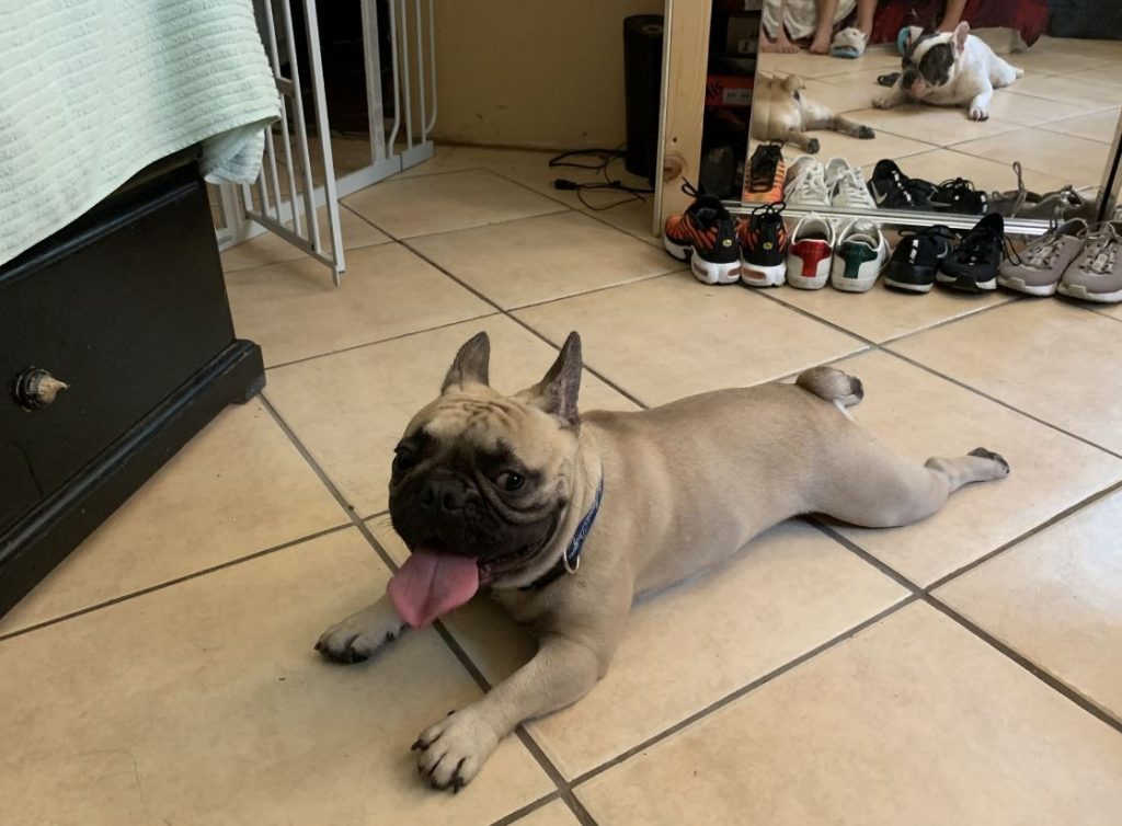 My french bulldog in the house