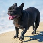 French Bulldog Seizures: What To Do? What Is The Right Course Of Action?