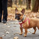 Why Do Some French Bulldogs Have Tails? – Resolving The Mystery