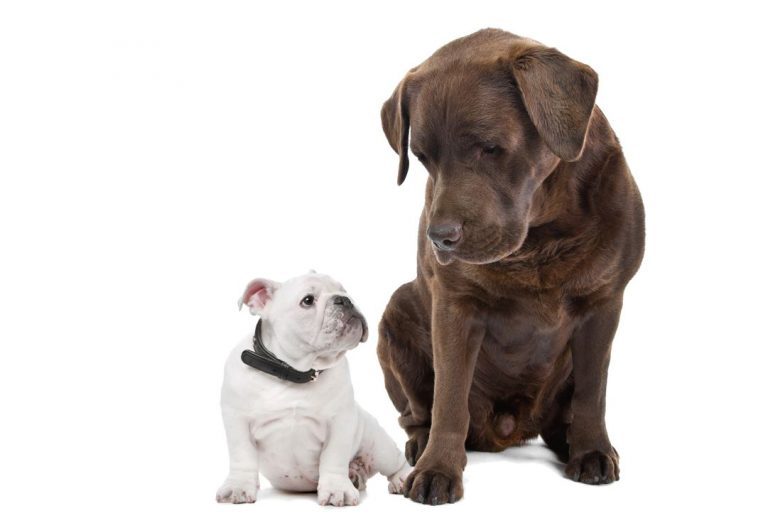 Are French Bulldogs Aggressive Or Not? What Pet Parents Need To Know