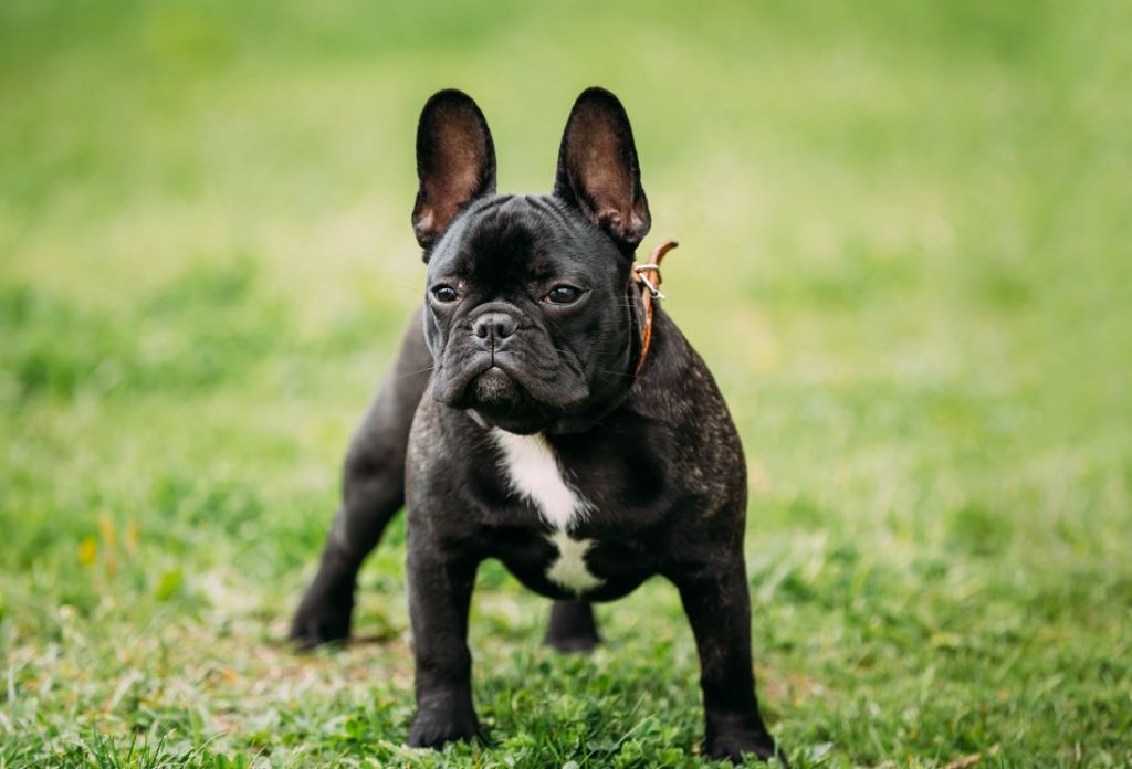 Are Brindle French Bulldogs Rare? Your Guide To Brindle Frenchies