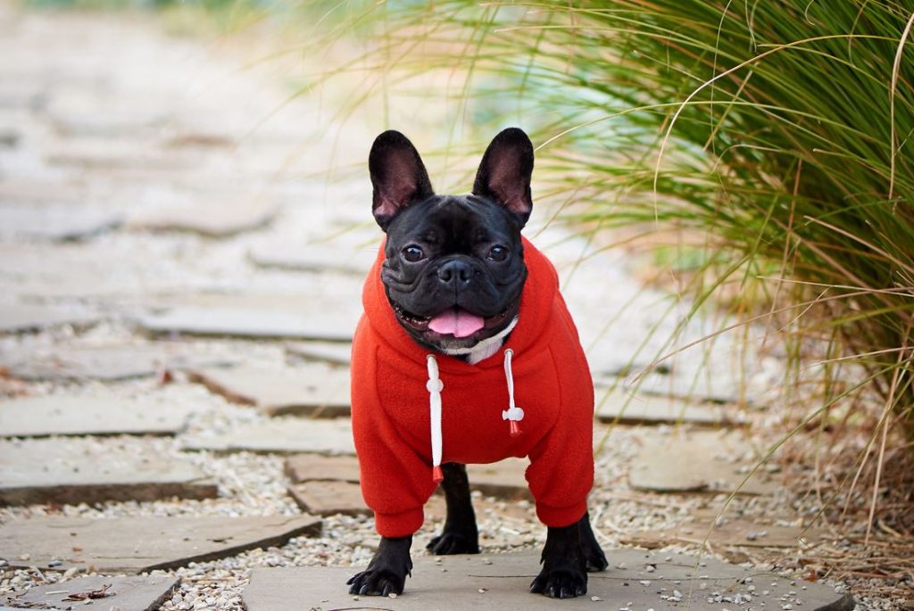 french bulldog in red clothes