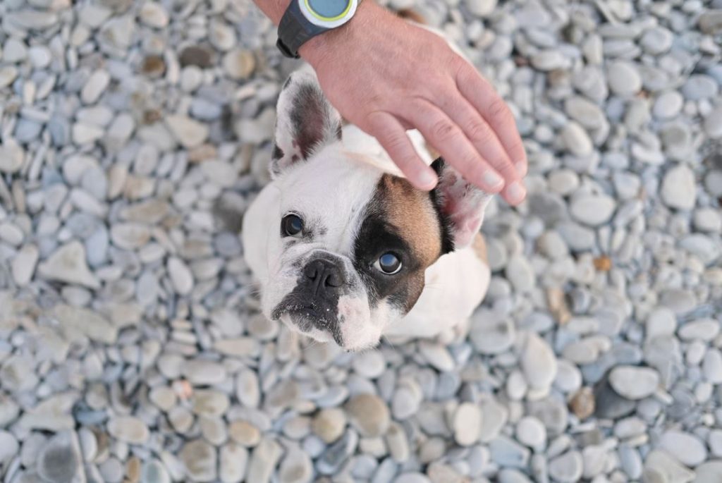 french bulldog looking upwards