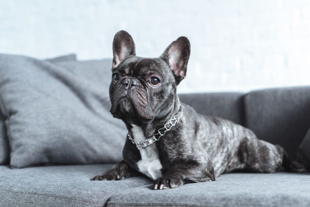 french bulldog lying on the sofa