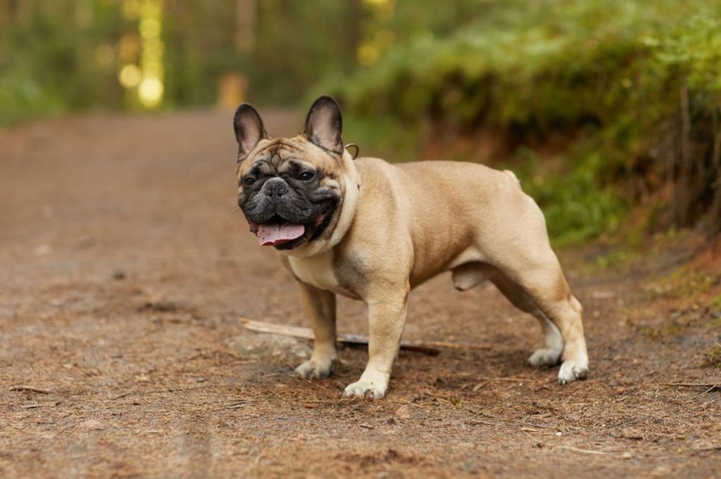 french-bulldog-outdoors