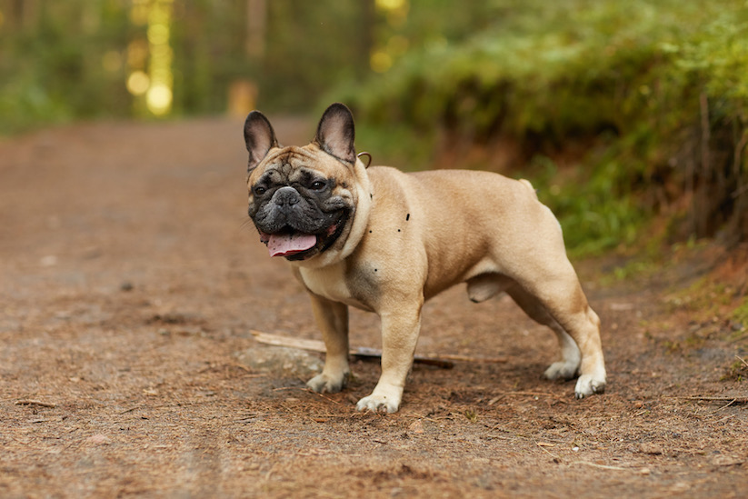 French bulldog outdoors