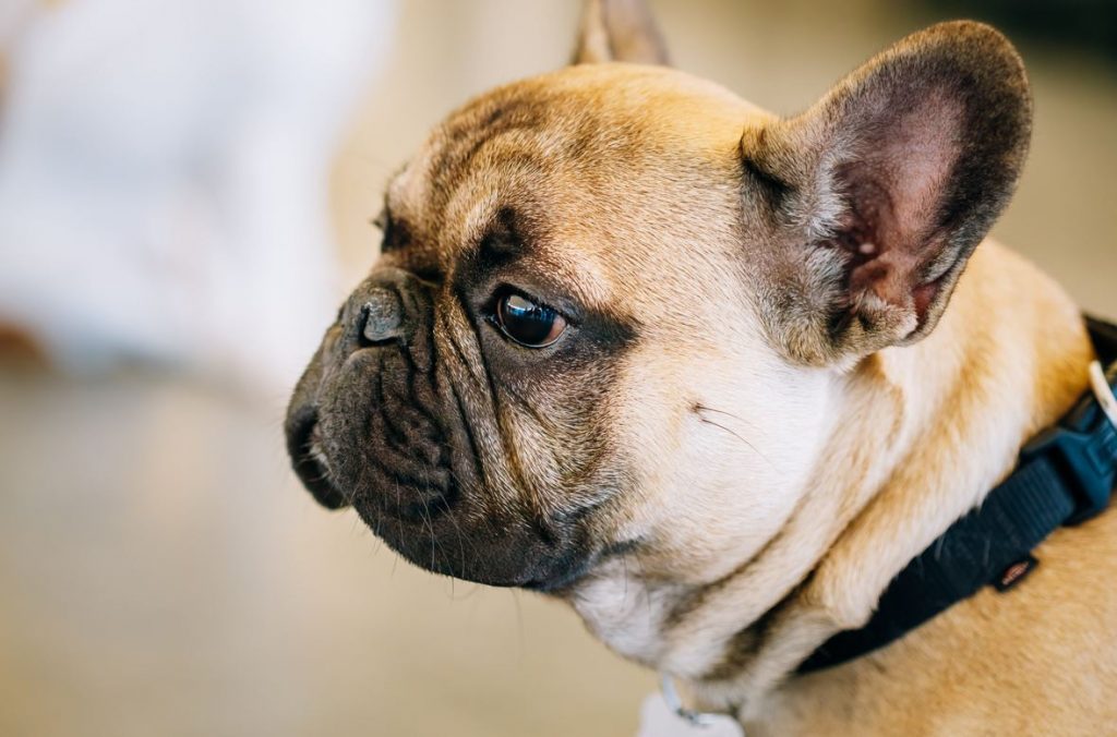 french bulldog red eyes