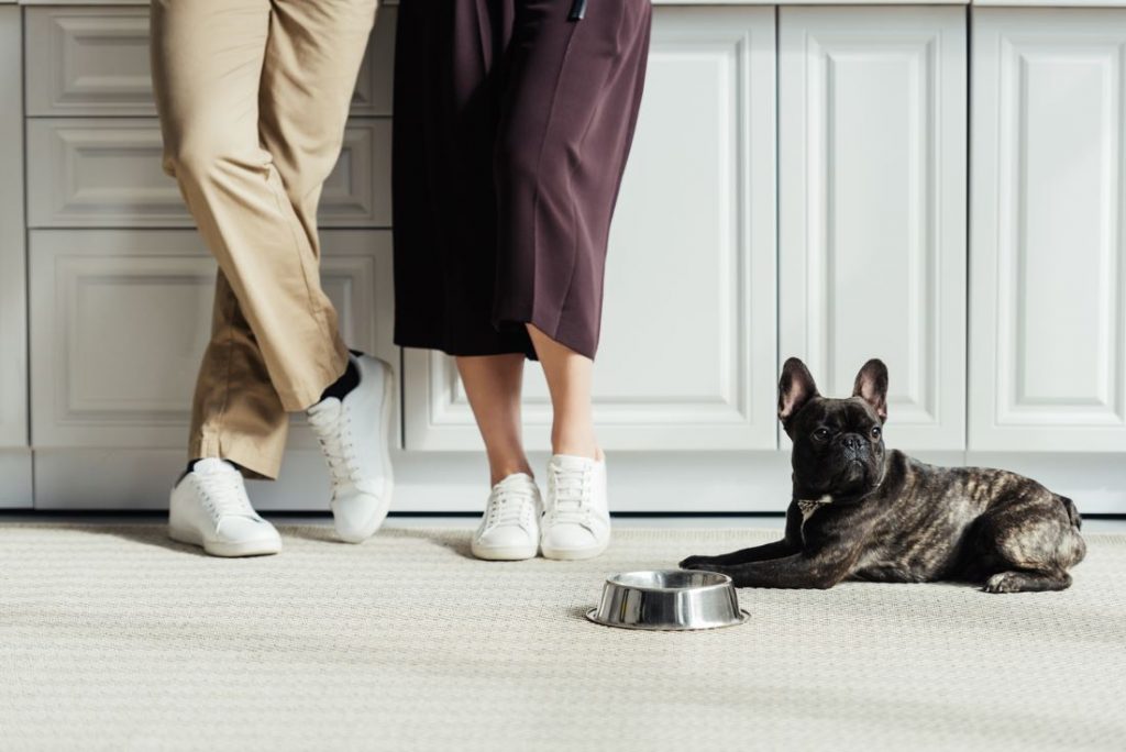 french bulldog sitting on the floor