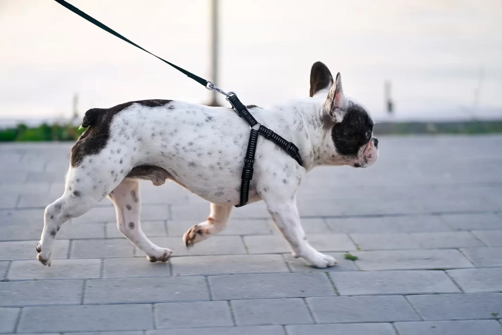 french bulldog live longer when exercising