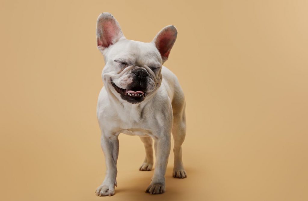 french-bulldog-with-closed-eyes