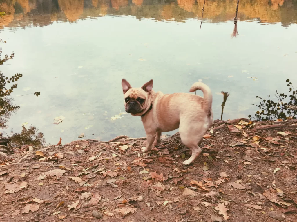 do french bulldogs have tails