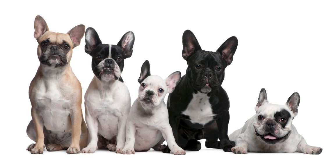 French Bulldog Life Span Want To Know How Long Frenchies Live? Find Out!
