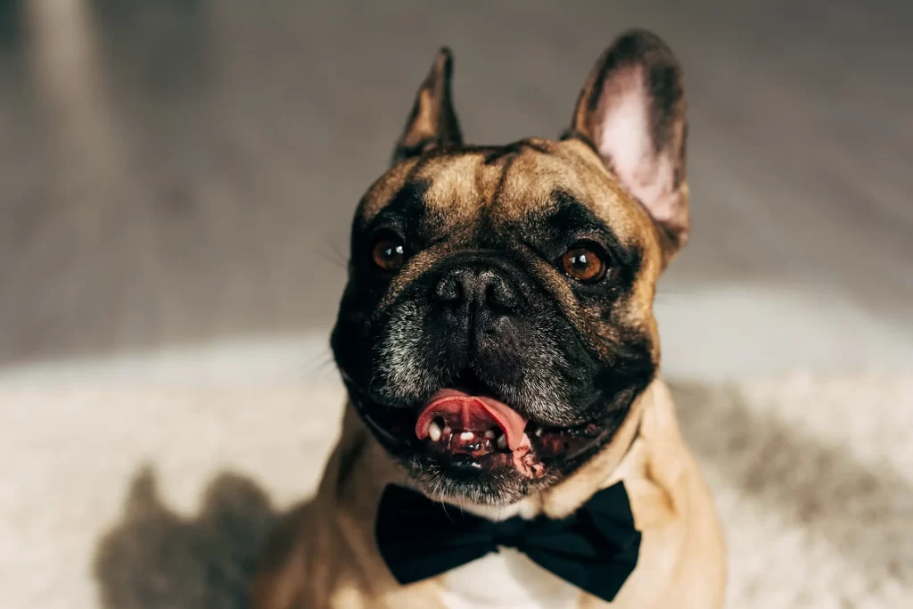 Daisy the French Bulldog lives long and happy life