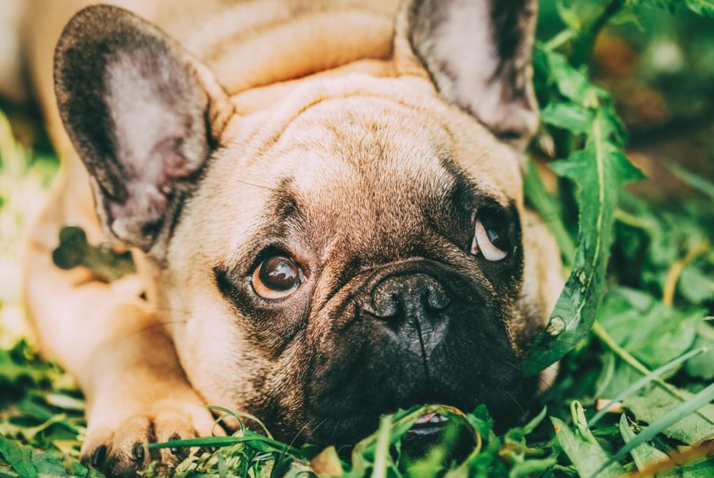 red eyes french bulldog on the grass