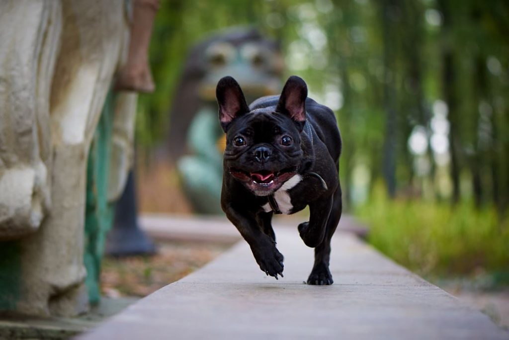 running-french-bulldog