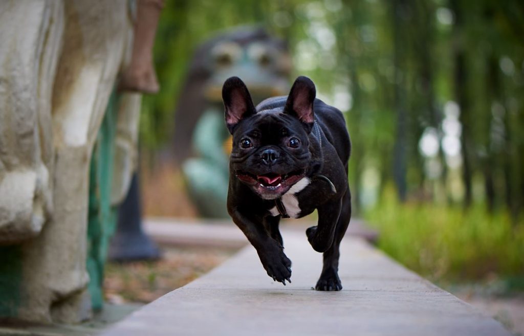 running-french-bulldog